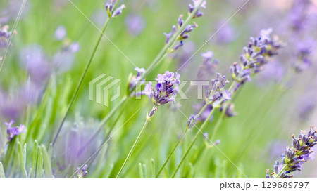 A vibrant field of purple lavender flowers, with a soft focus on the background. 129689797