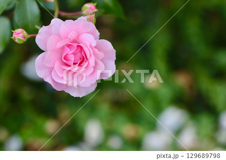 A soft pink rose in full bloom, with a beautiful blurred green background 129689798
