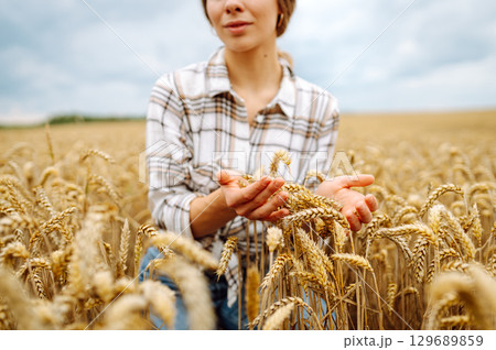 Agronomist holds ears of wheat, check quality of wheat grain. Agriculture food industry. Agronomist holds ears of wheat, check quality of wheat grain. Agriculture food industry. 129689859