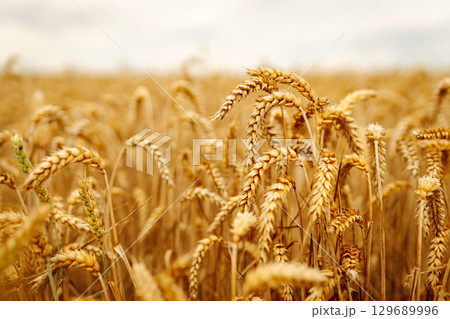 Close-up of ears of wheat. Background of ripening wheat field. Growing character of the character. Close-up of ears of wheat. Background of ripening wheat field. Growing character of the character. 129689996
