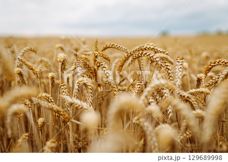 Close-up of ears of wheat. Background of ripening wheat field. Growing character of the character. 129689998