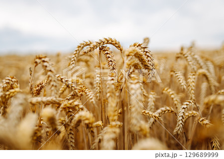 Close-up of ears of wheat. Background of ripening wheat field. Growing character of the character. Close-up of ears of wheat. Background of ripening wheat field. Growing character of the character. 129689999