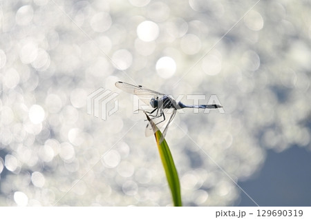 水辺の枝にとまるシオカラトンボ 129690319