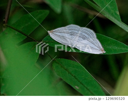 夜行性蛾 ツバメガ科ギンツバメ 129690320