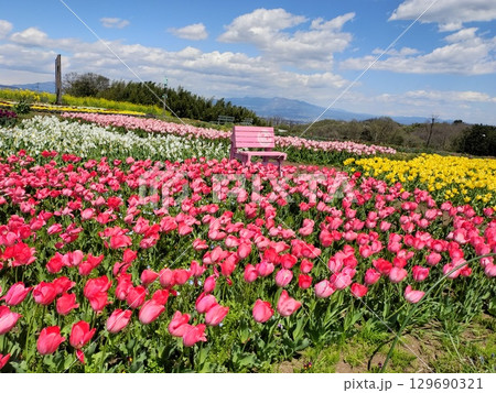 群馬県高崎市「鼻高展望花の丘」チューリップが満開 129690321