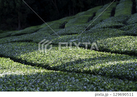 京都宇治の段々畑の茶畑 京都宇治の段々畑の茶畑 129690511