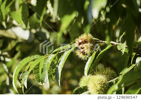 収穫前の栗の木、秋の果実 収穫前の栗の木、秋の果実 129690547
