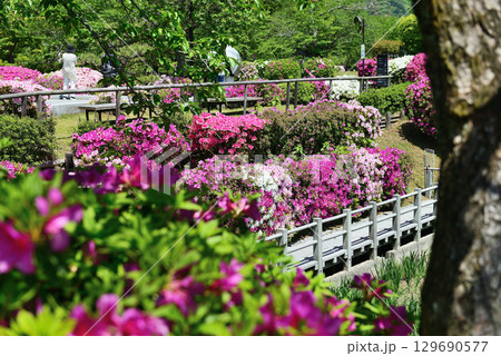 山口県　岩国市　錦帯橋　吉香公園 129690577