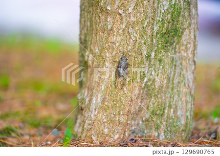 A cicada sits on a tree on hot summer day, closeup shot. Slow motion. Korea 129690765