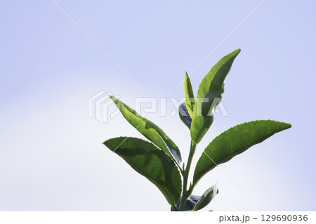 京都宇治の茶葉 129690936