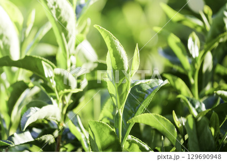 京都宇治の茶葉 129690948