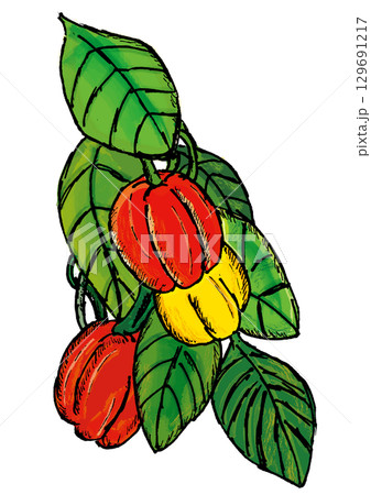 赤と黄色のパプリカ 129691217