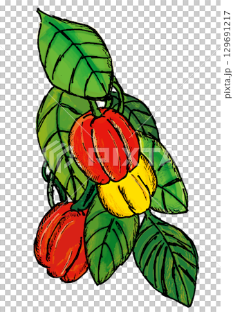 赤と黄色のパプリカ 129691217