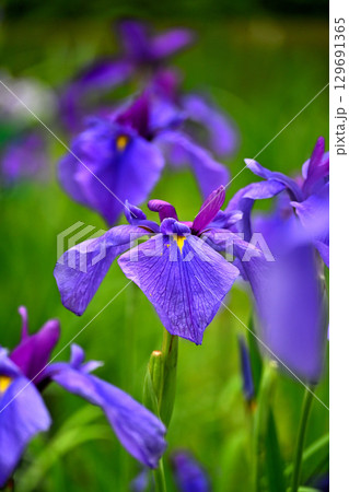 青紫色の花菖蒲 花しょうぶ祭り 青紫色の花菖蒲 花しょうぶ祭り 129691365