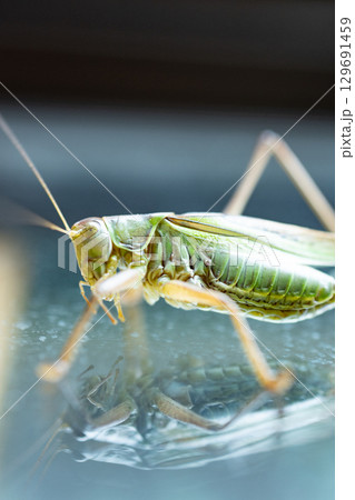 キリギリス 129691459