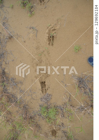 ラクダの足跡（鳥取砂丘／鳥取県鳥取市） 129692184