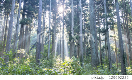 杉を育てるイメージ　奥大山 129692223