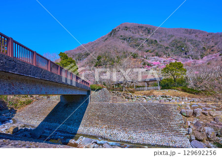 梅の花咲く神奈川県湯河原町の幕山(まくやま)と幕山橋,新崎川を見る 129692256