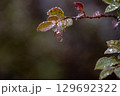 雨に濡れるトキワマンサクの葉 129692322