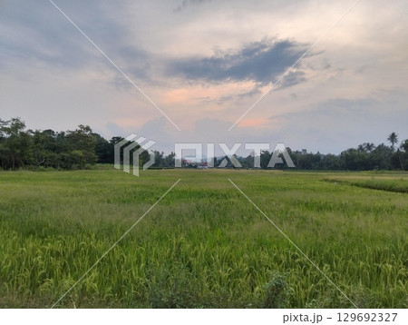 Evening sky over rice field landscape Evening sky over rice field landscape 129692327