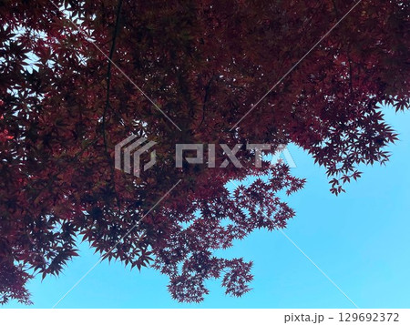鮮やかな青空を背景に、赤い紅葉がシルエットのように広がる風景を撮影 鮮やかな青空を背景に、赤い紅葉がシルエットのように広がる風景を撮影 129692372