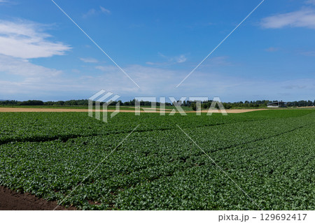 パッチワーク パッチワーク 129692417