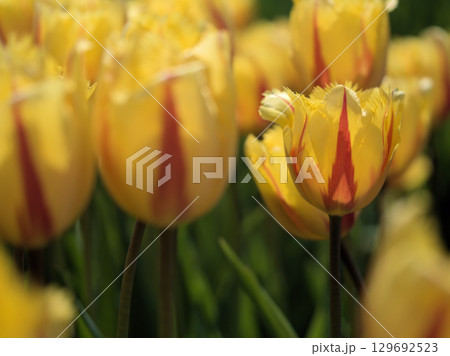5月に咲いた美しいューリップの花 129692523