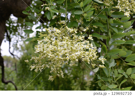 シダレエンジュ 129692710