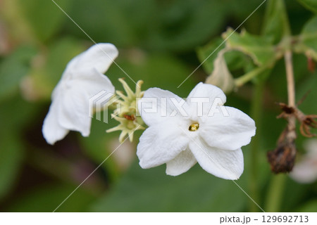 マツリカ マツリカ 129692713