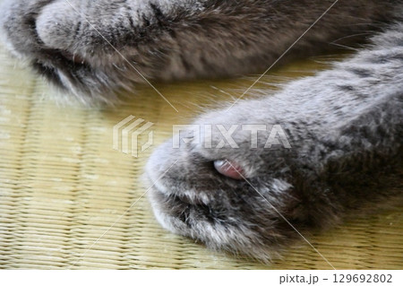 猫の足 猫の足 129692802