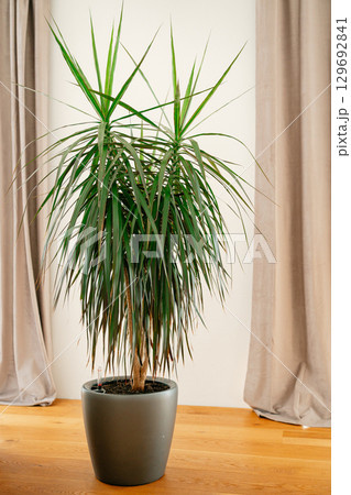 Indoor yucca plant with long, pointed green leaves in a sleek modern gray pot. Positioned on a wooden floor beside light-colored curtains, adding a natural touch to interior decor. Indoor yucca plant with long, pointed green leaves in a sleek modern gray pot. Positioned on a wooden floor beside light-colored curtains, adding a natural touch to interior decor. 129692841