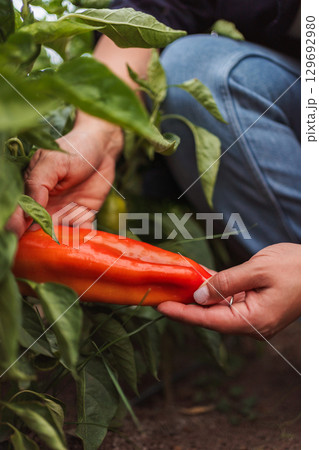 Farmer picking a red pepper from the plant in the greenhouse Farmer picking a red pepper from the plant in the greenhouse 129692980