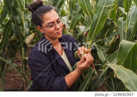 Agricultural researcher inspecting corn cob in field Agricultural researcher inspecting corn cob in field 129692987