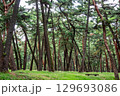 静寂に包まれた美しい松林 129693086
