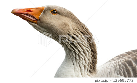 High resolution image of a goose, transparent background High resolution image of a goose, transparent background 129693772