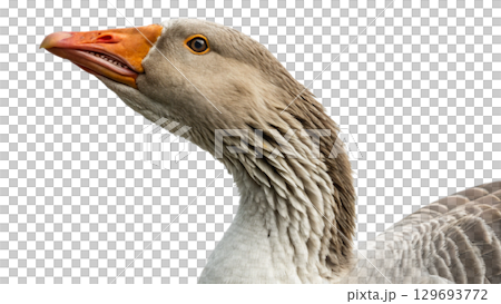 High resolution image of a goose, transparent background High resolution image of a goose, transparent background 129693772