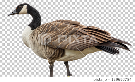 High resolution image of a goose, transparent background 129693784