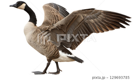 High resolution image of a goose, transparent background 129693785