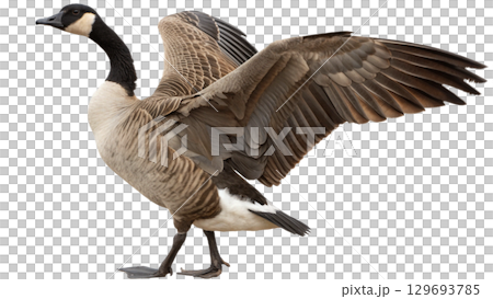 High resolution image of a goose, transparent background 129693785