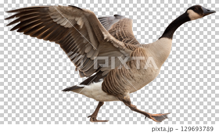 High resolution image of a goose, transparent background 129693789