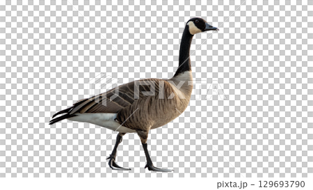 High resolution image of a goose, transparent background 129693790