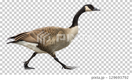 High resolution image of a goose, transparent background 129693792