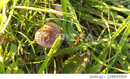 Delicate Brown Mushroom Amidst Lush Green Grass A Natural Beauty in the Meadow 129693804