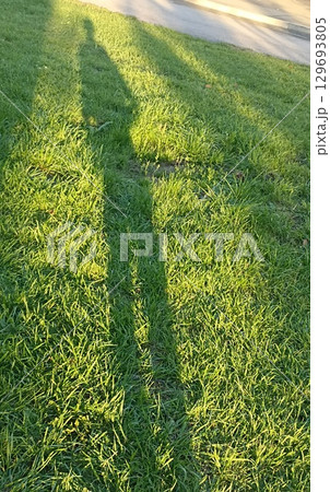 Long shadow figure cast on vibrant green grass at sunny time creating abstract pattern. 129693805