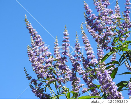 セイヨウニンジンボク：花が少なくなる7月から爽やかなスミレ色の花を咲かせる 129693830