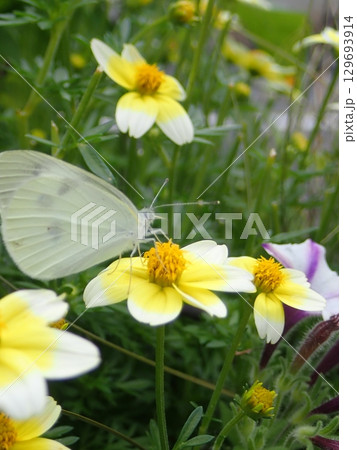 花で蝶が食事してる 129693914