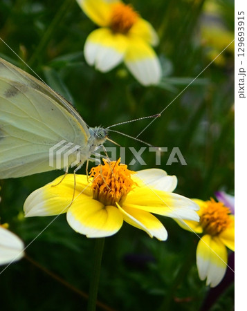 花で蝶が食事してる 129693915