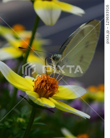 花で蝶が食事してる 129693916