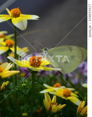 花で蝶が食事してる 129693917