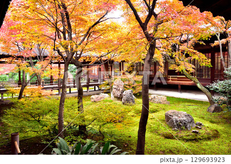 建仁寺 本坊中庭にある潮音庭の紅葉 建仁寺 本坊中庭にある潮音庭の紅葉 129693923